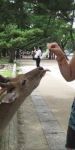 Nadia feeding cabbage to a deer in Nara, Japan. The tame deer roam freely and are considered sacred by the Japanese people.