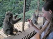 Lauren feeds a monkey on a mountain in Arashiyama, in the northwest of Kyoto, Japan. And don't feel bad: the monkeys were free; it was us humans who had to get into a cage to feed them!