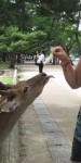 Nadia feeding cabbage to a deer in Nara, Japan. The tame deer roam freely and are considered sacred by the Japan people.